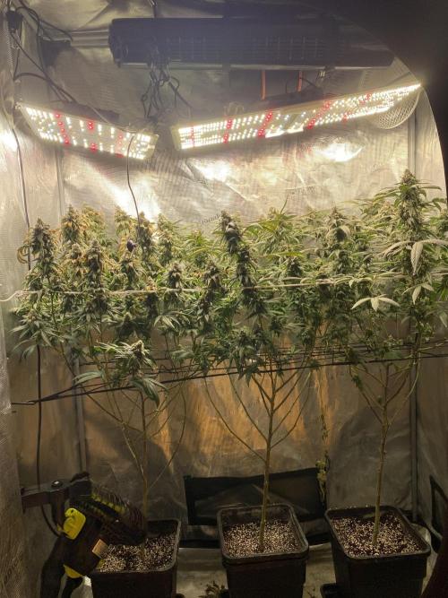 Grape Gas S1. Week 13