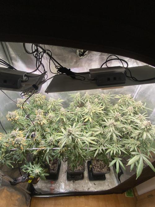 Grape Gas S1. Week 13