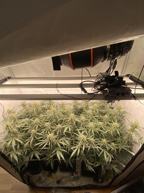 Gorilla coockies Pheno winner run. Week 12