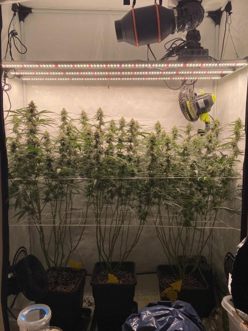 Gorilla Cookies FF. Week 12