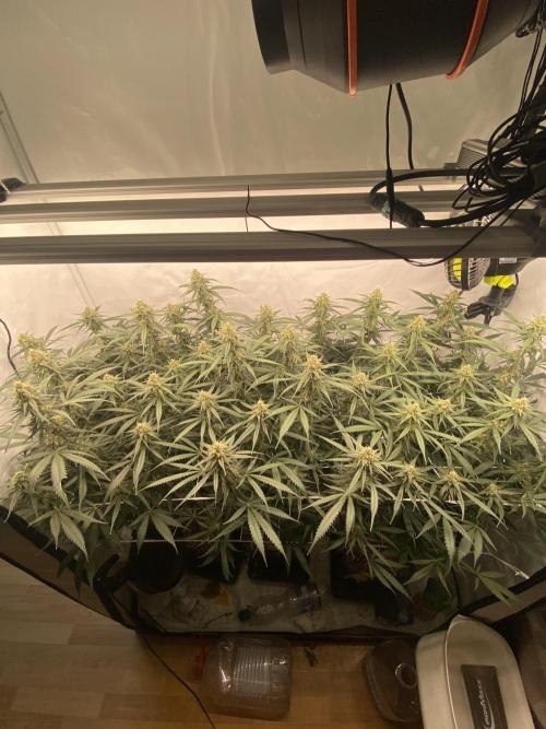 Gorilla coockies Pheno winner run. Week 12