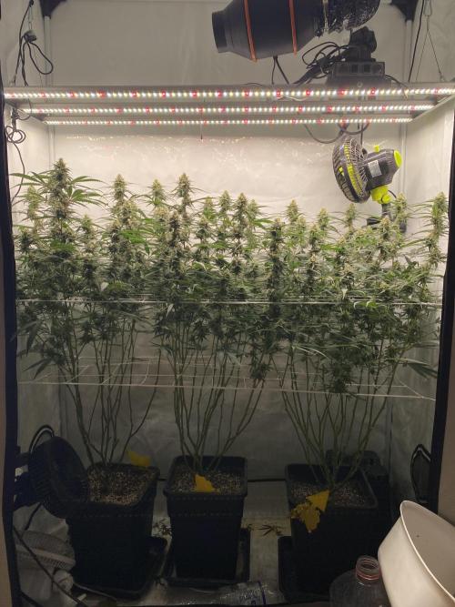Gorilla Cookies FF. Week 12