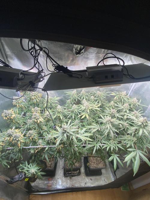 Grape Gas S1. Week 13
