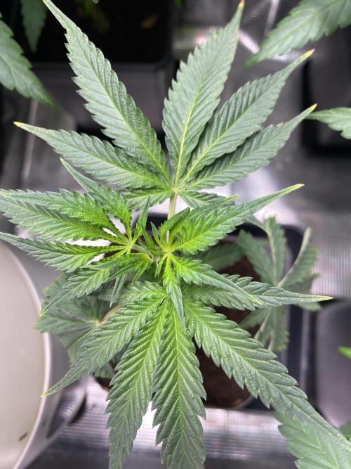 Khalifa Mints S1 Cut. Week 0
