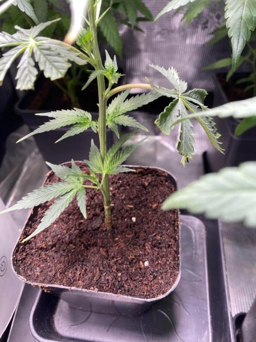 Khalifa Mints S1 Cut. Week 0