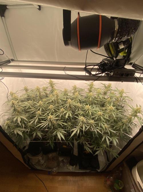 Gorilla coockies Pheno winner run. Week 12