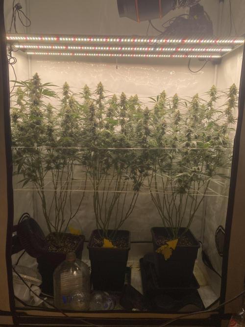 Gorilla Cookies FF. Week 12