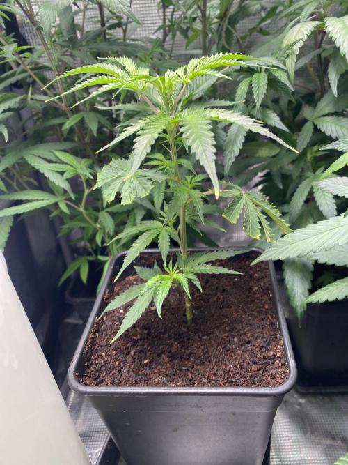 Khalifa Mints S1 Cut. Week 0