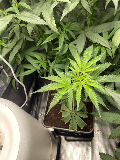 Khalifa Mints. Week 0