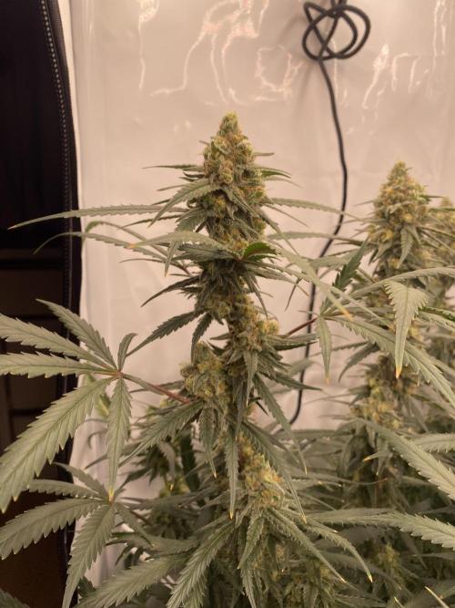 Gorilla coockies Pheno winner run. Week 13
