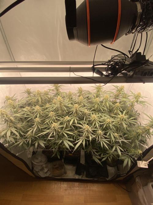 Gorilla coockies Pheno winner run. Week 13