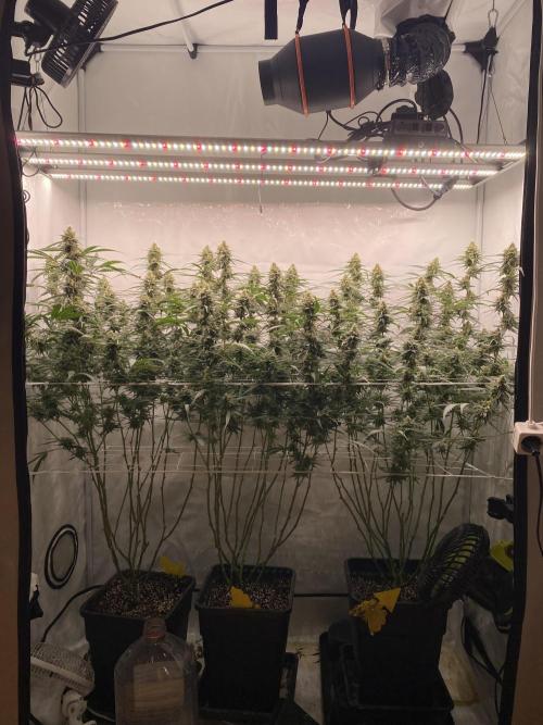 Gorilla coockies Pheno winner run. Week 13