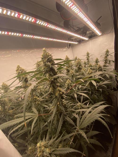 Gorilla coockies Pheno winner run. Week 13