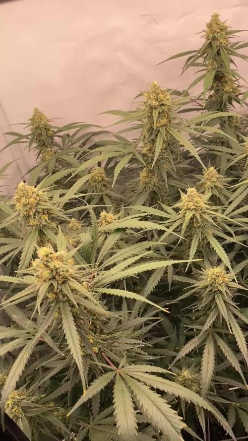 Gorilla coockies Pheno winner run