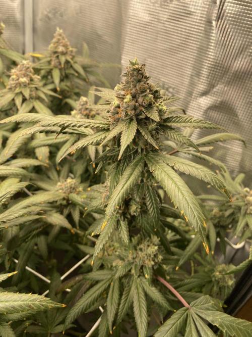 Grape Gas S1. Week 14