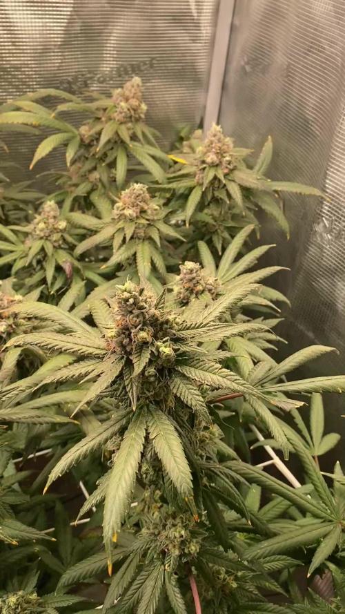 Grape Gas S1