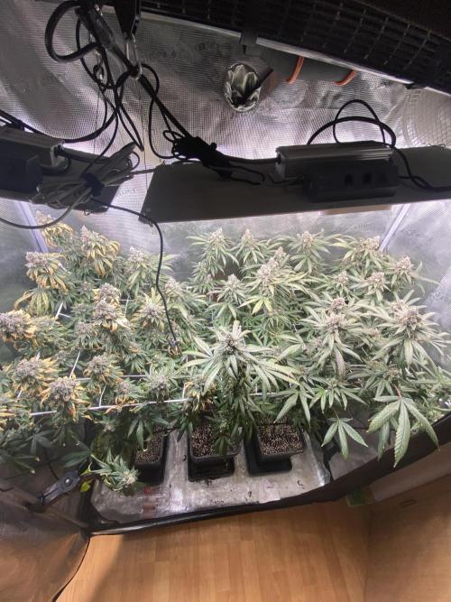 Grape Gas S1. Week 14