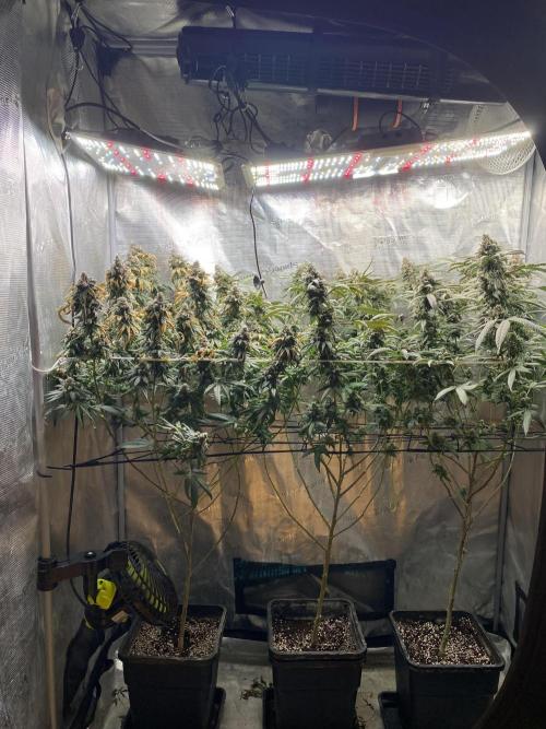 Grape Gas S1. Week 14