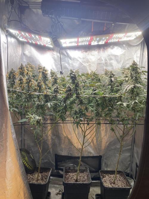Grape Gas S1. Week 14