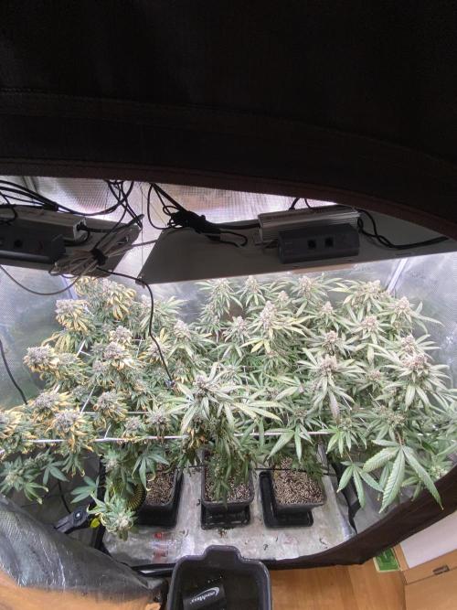 Grape Gas S1. Week 14