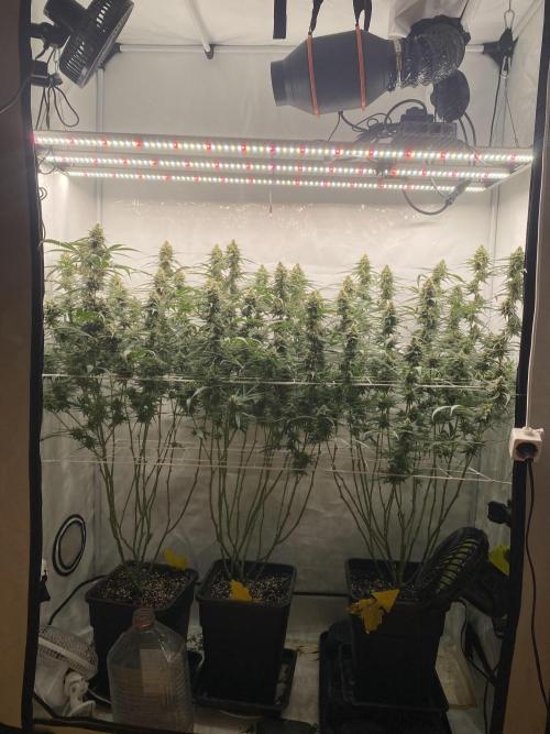 Gorilla coockies Pheno winner run. Week 13