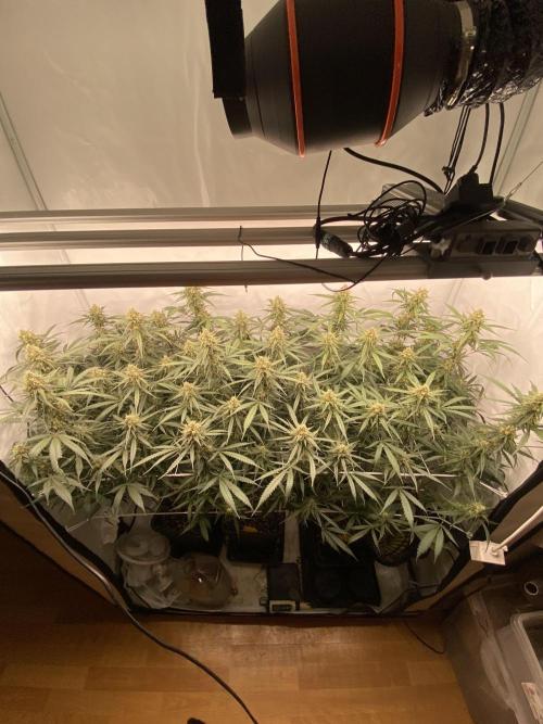 Gorilla coockies Pheno winner run. Week 13
