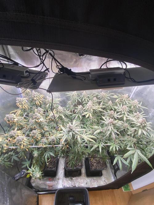 Grape Gas S1. Week 14