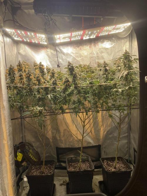 Ambient R120. Week 14