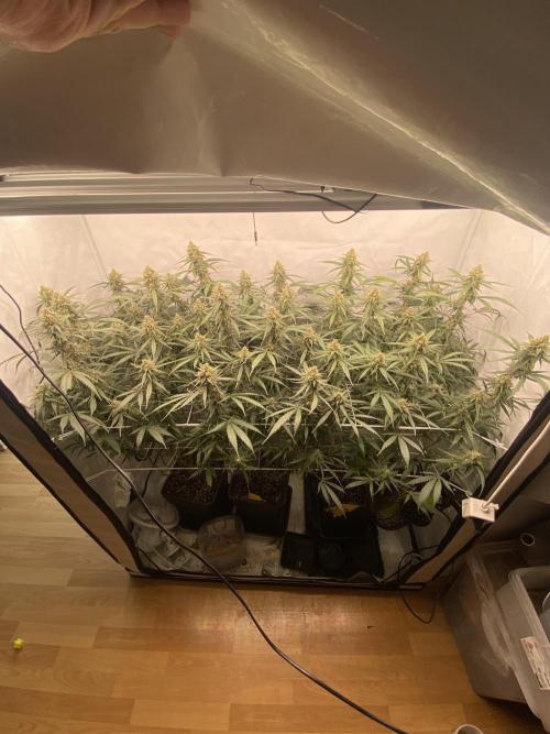 Gorilla coockies Pheno winner run. Week 13