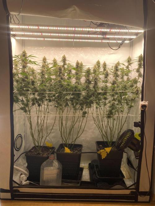 Gorilla Cookies FF. Week 13