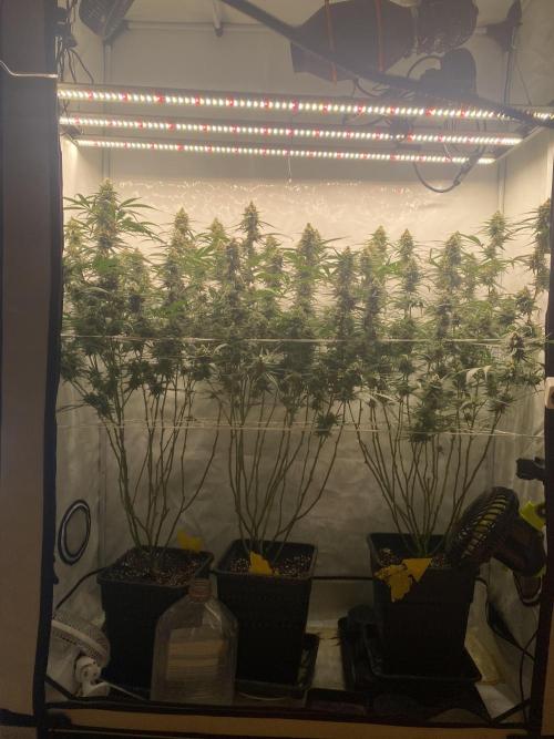 Gorilla Cookies FF. Week 13