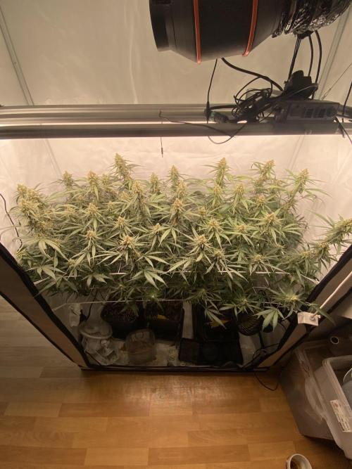 Gorilla coockies Pheno winner run. Week 13