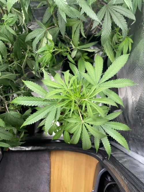 Khalifa Mints S1 Cut. Week 0