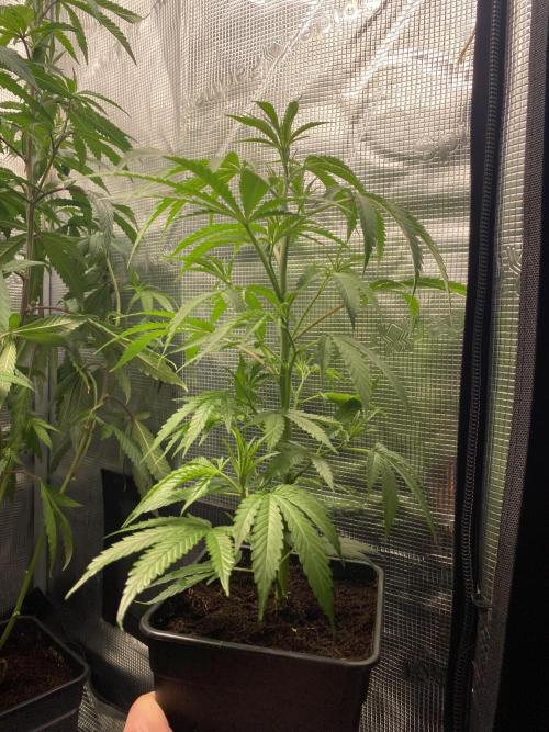 Khalifa Mints. Week 0