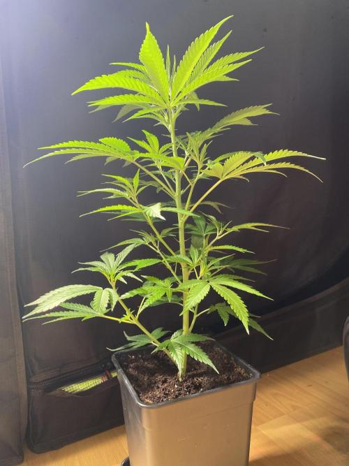 Khalifa Mints. Week 0