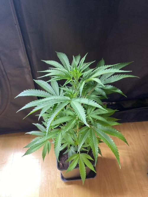 Khalifa Mints S1 Cut. Week 0