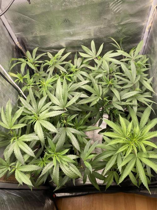 Grape Gas S1 2.0. Week 5