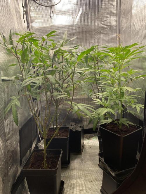 Grape Gas S1 2.0. Week 5