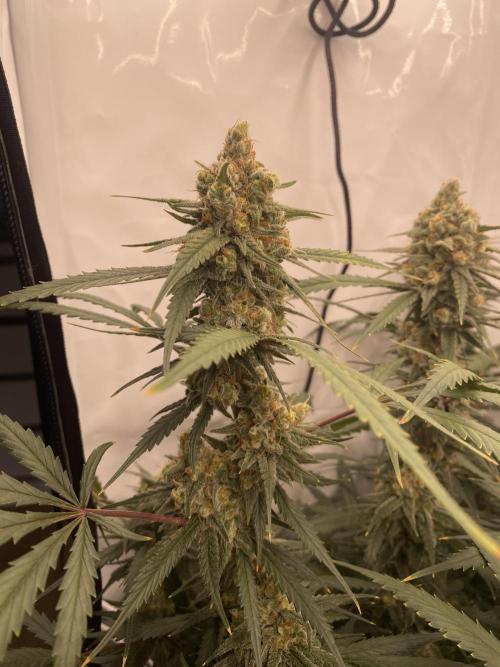 Gorilla coockies Pheno winner run. Week 14