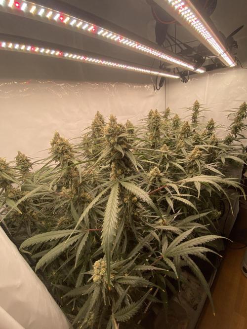 Gorilla coockies Pheno winner run. Week 14