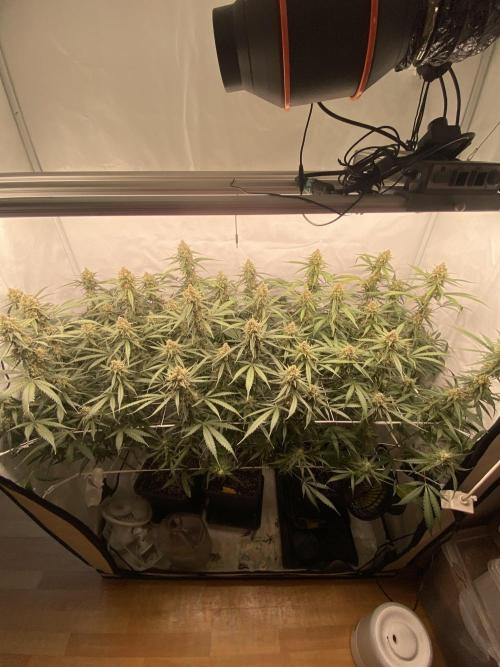 Gorilla coockies Pheno winner run. Week 14