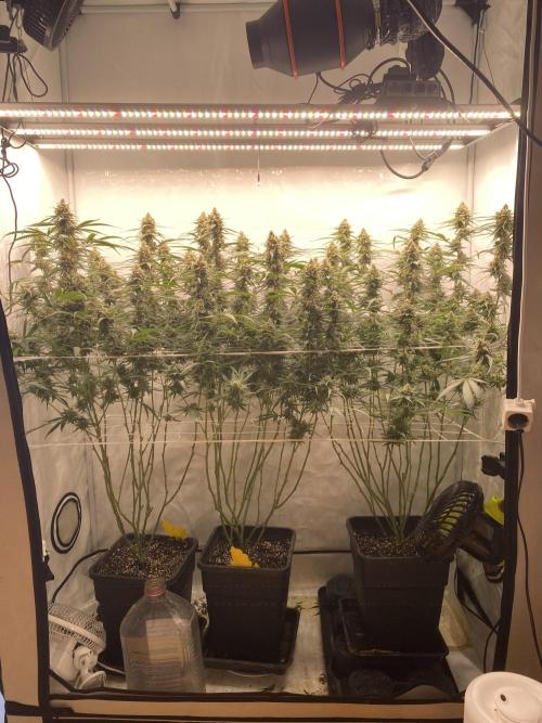 Gorilla coockies Pheno winner run. Week 14