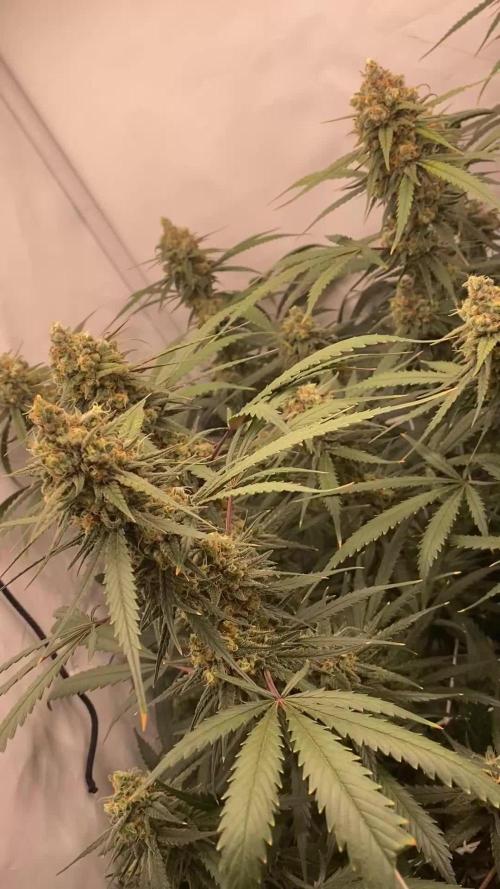 Gorilla coockies Pheno winner run