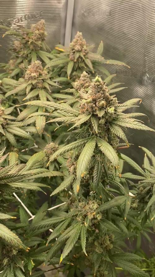 Grape Gas S1