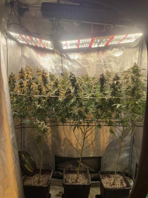 Grape Gas S1. Week 15