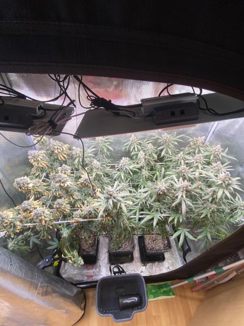 Grape Gas S1. Week 15