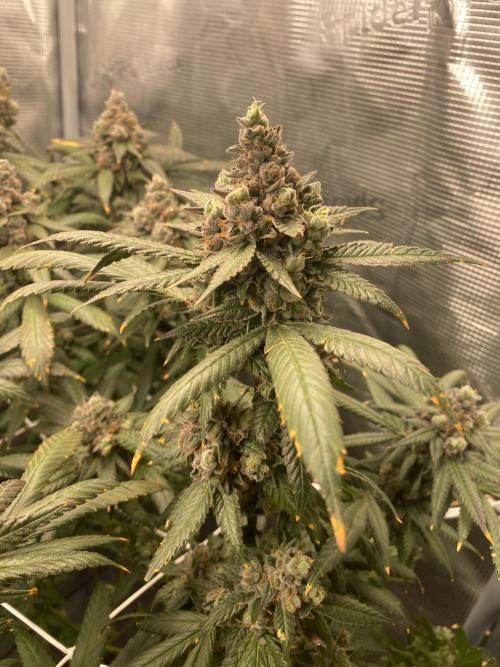 Grape Gas S1. Week 15