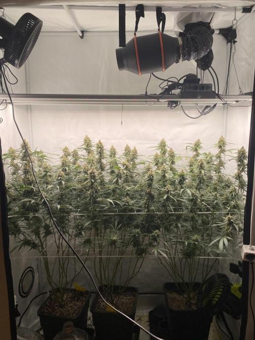 Gorilla coockies Pheno winner run. Week 14