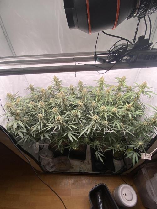 Gorilla coockies Pheno winner run. Week 14