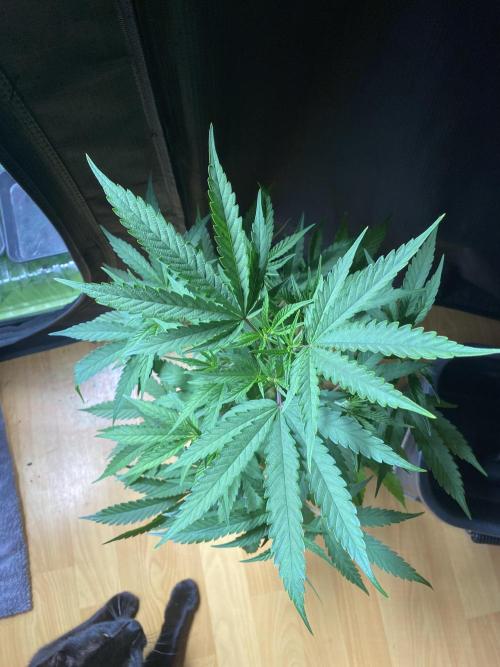 Khalifa Mints S1 Cut. Week 0